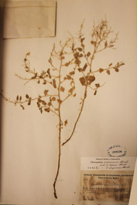 Herbarium Sheet of 